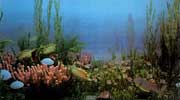白垩纪海洋生物群落