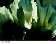 牡丹珊瑚