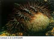 棘海星正在吃角蜂巢珊瑚