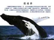 大翅鲸