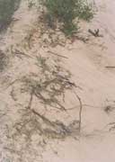 土壤随植被退化而退化