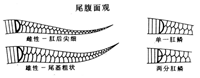 蛇尾