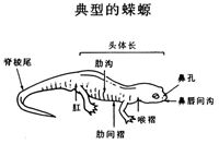 蝾螈