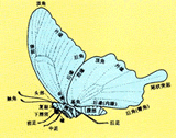 蝶全身